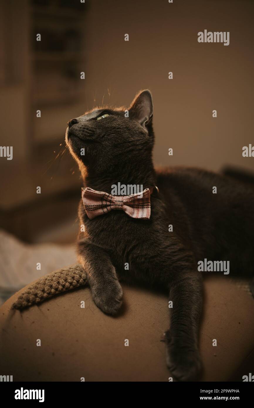 Vertical shot of a grey cat with a bow tie sitting on the sofa Stock ...