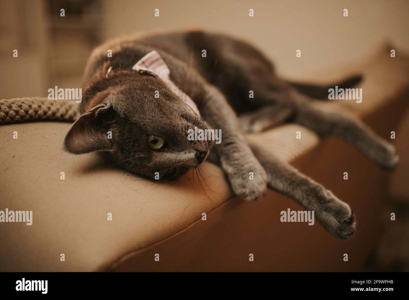 Cute domestic grey cat with a bow tie laying down on the sofa Stock ...