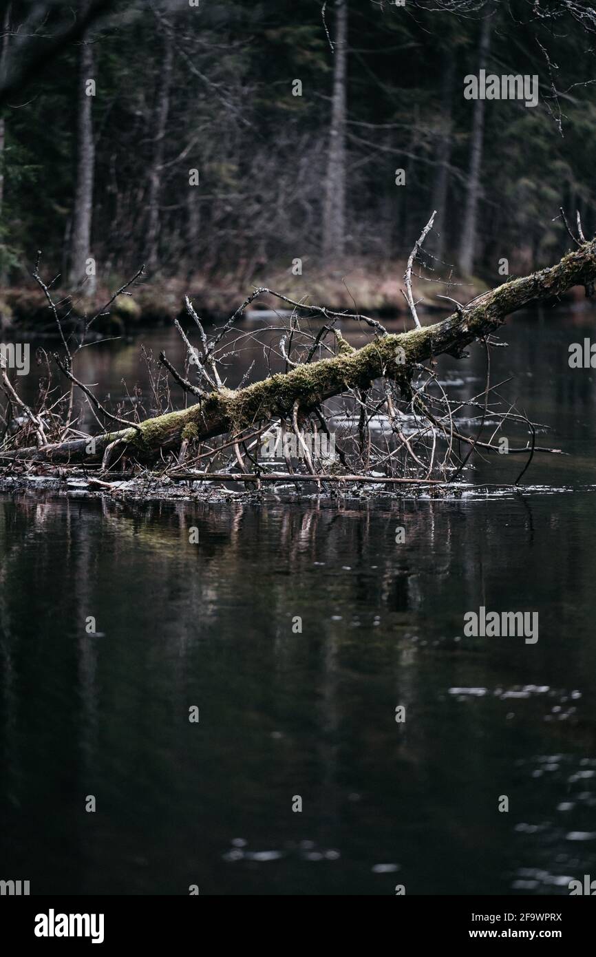 Vertical shot of the river in the forest with fallen tree Stock Photo ...