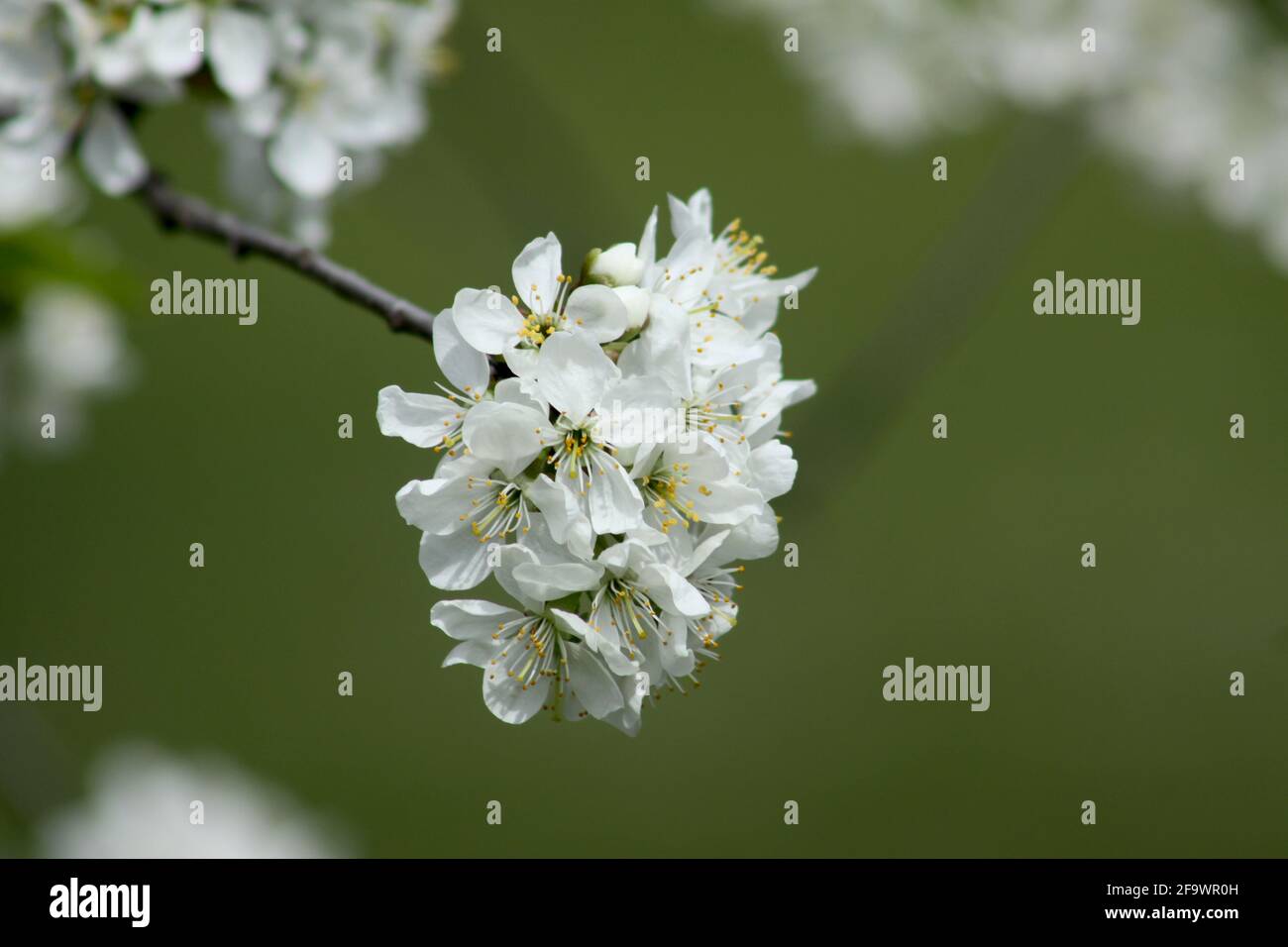 Sour cherry in bloom closeup Stock Photo