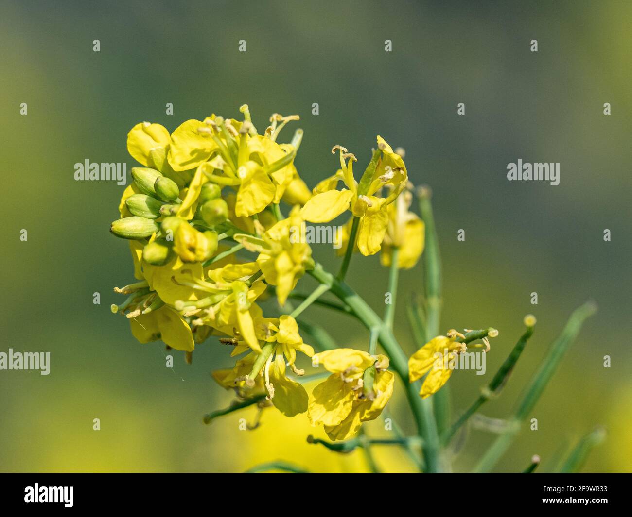 Yellow japanese roses flowers hi-res stock photography and images - Alamy