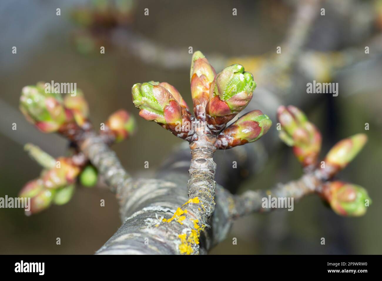 buds on a young cherry tree, photo taken in April Stock Photo Alamy