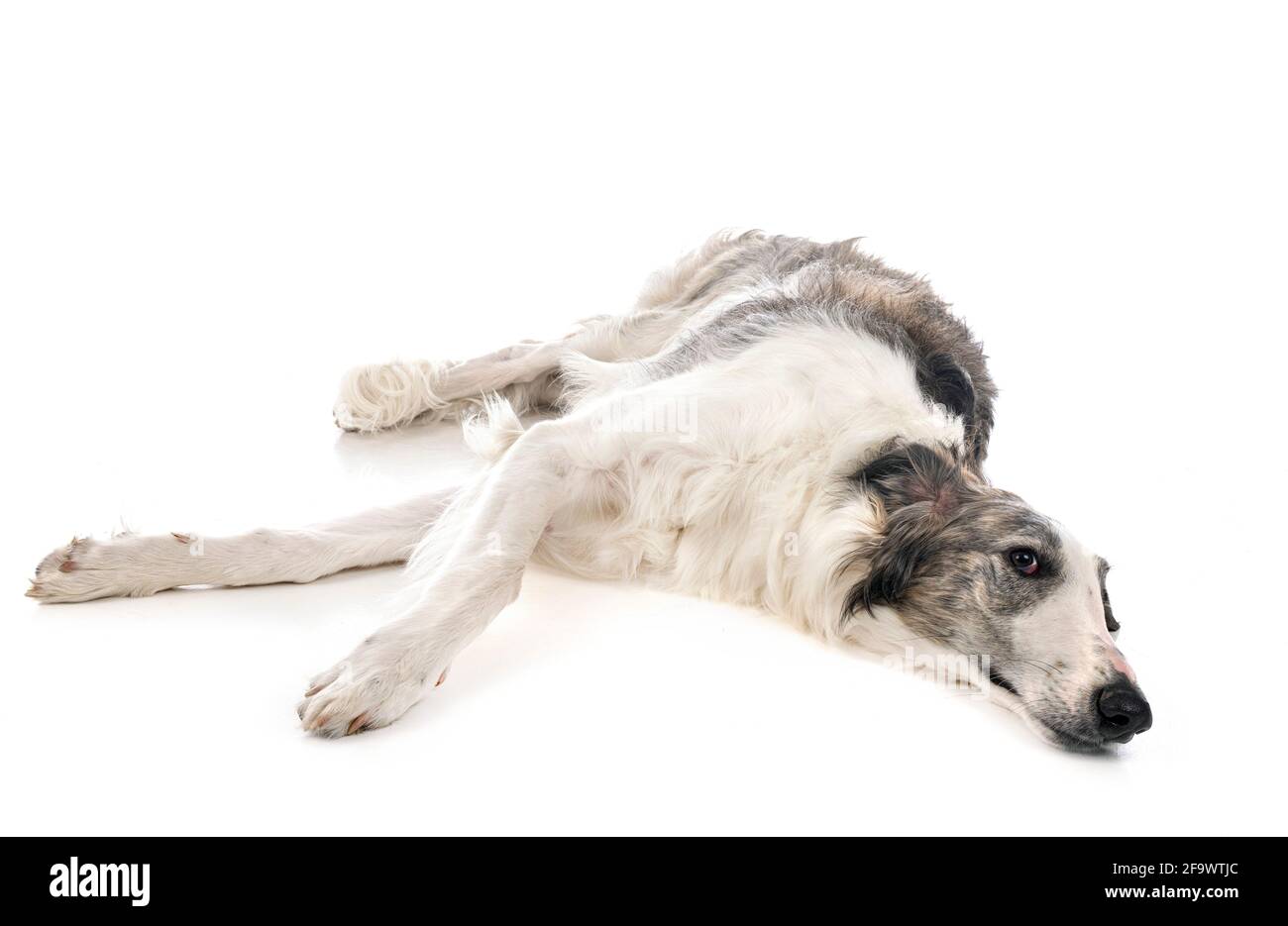 young borzoi in front of white background Stock Photo