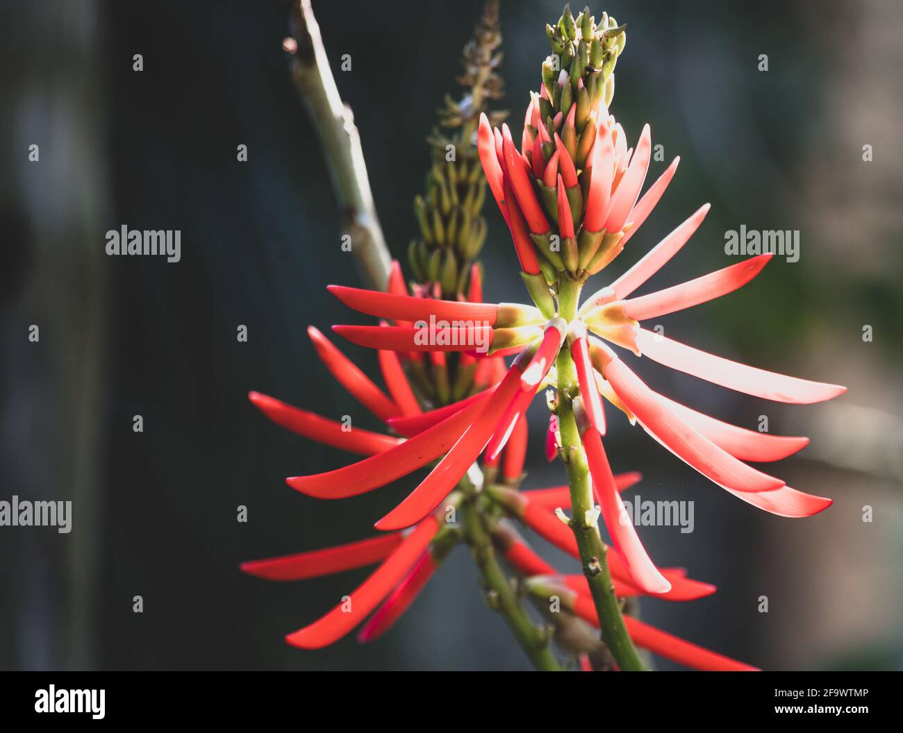 Selective focus of exotic Erythrina atitlanensis flowers on blurred background Stock Photo
