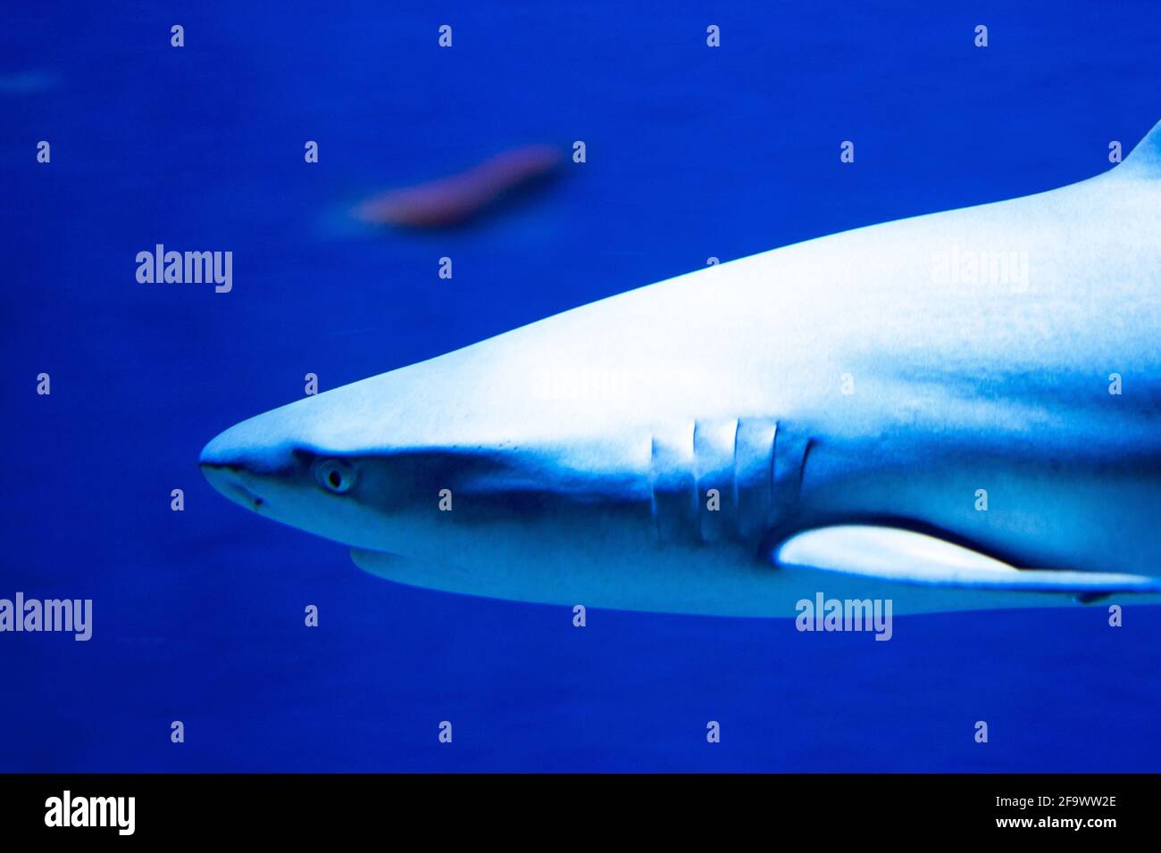 Beautiful shot of a gray reef shark (Carcharhinus amblyrhynchos) swimming underwater Stock Photo