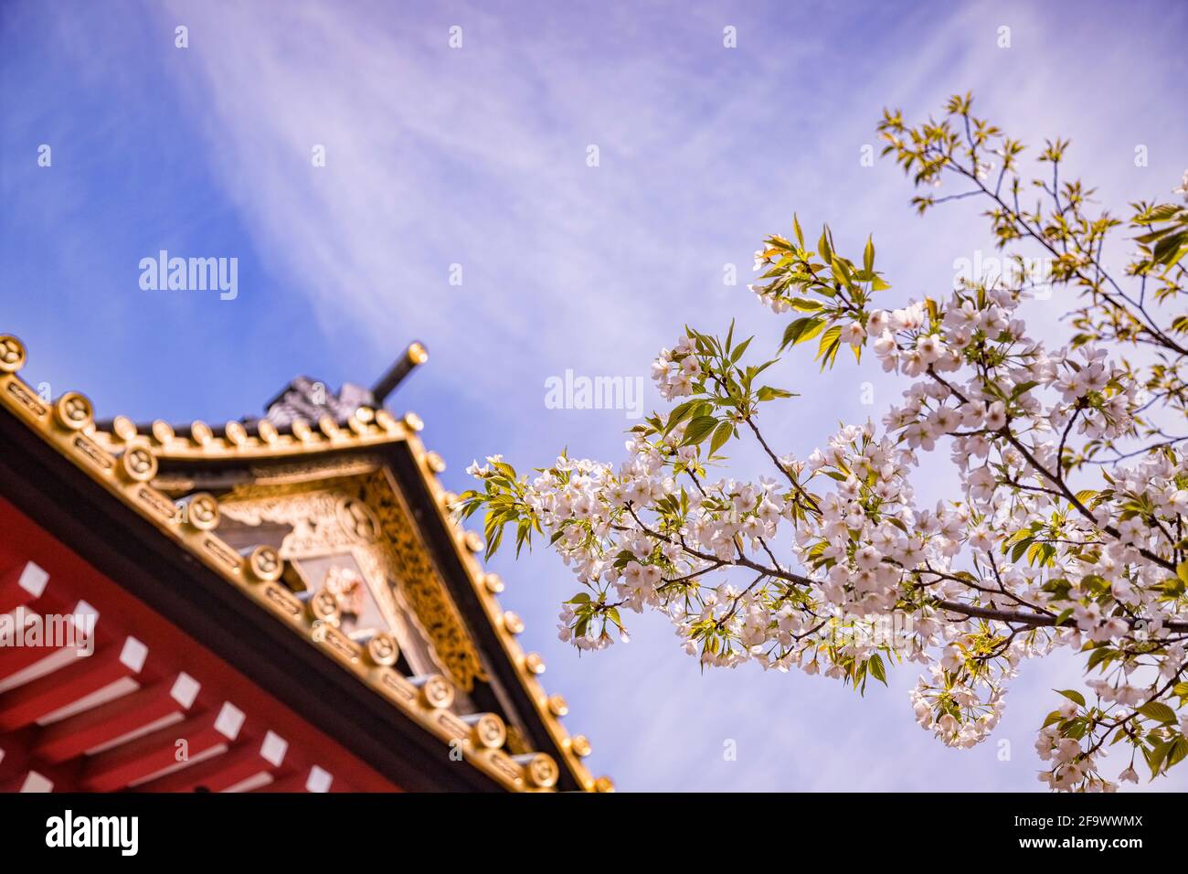 Cherry blossom and part of the gate of Daitokuin Mausoleum, Shiba Park, Tokyo. Stock Photo