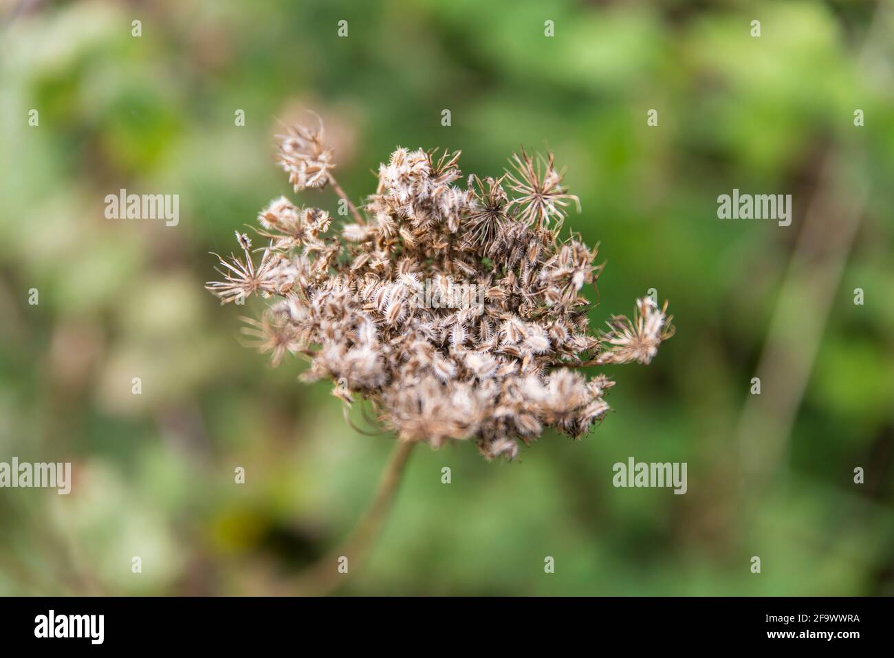 Flowers and Plants UK Stock Photo Alamy