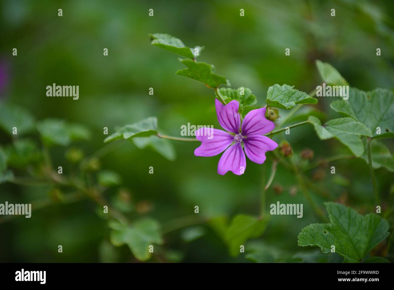 Flowers and Plants UK Stock Photo - Alamy