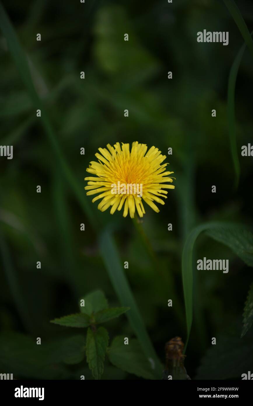 Flowers and Plants UK Stock Photo Alamy