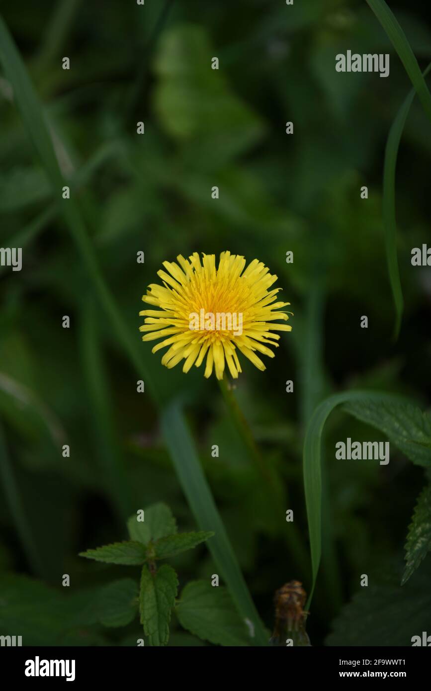 Flowers and Plants UK Stock Photo - Alamy