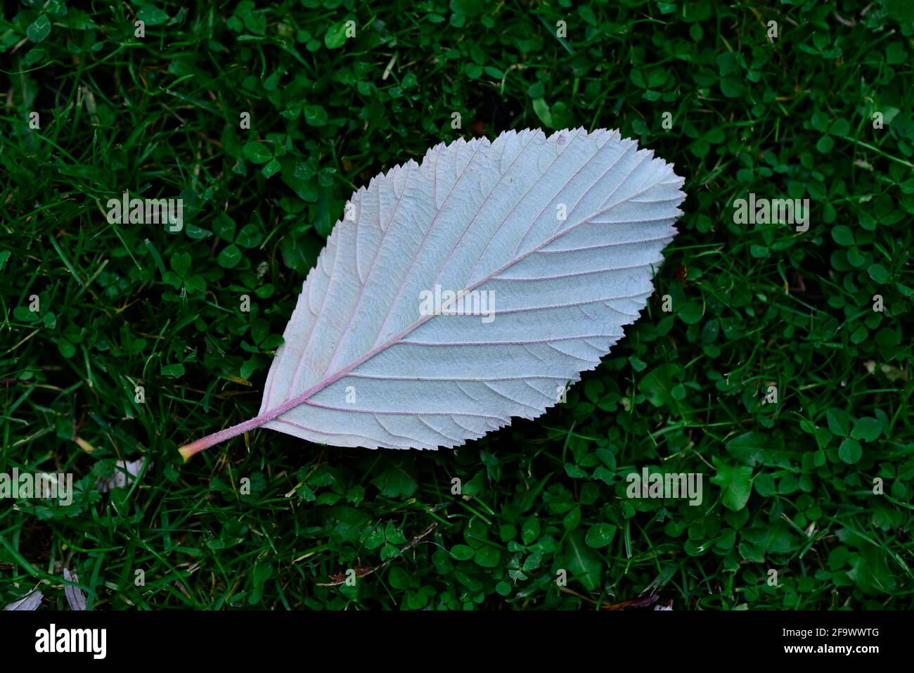 Flowers and Plants UK Stock Photo - Alamy