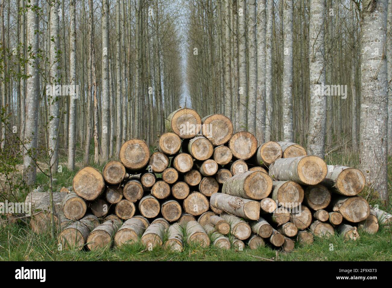 Log pile in plantation of trees with silver bark. Stack of wood logs in Cheshire countryside. UK. copy space above Stock Photo
