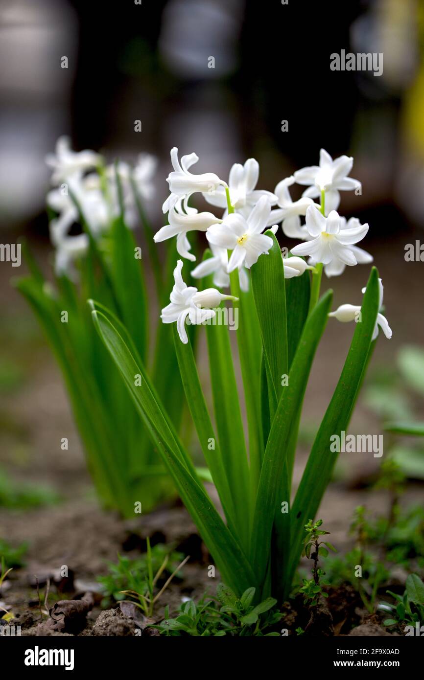 Close up of white hyacinth flower plant in the garden springtime bloom Stock Photo