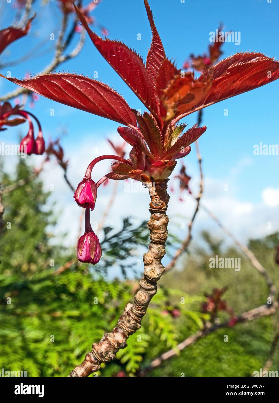 Red cherry blossom tree hires stock photography and images Alamy