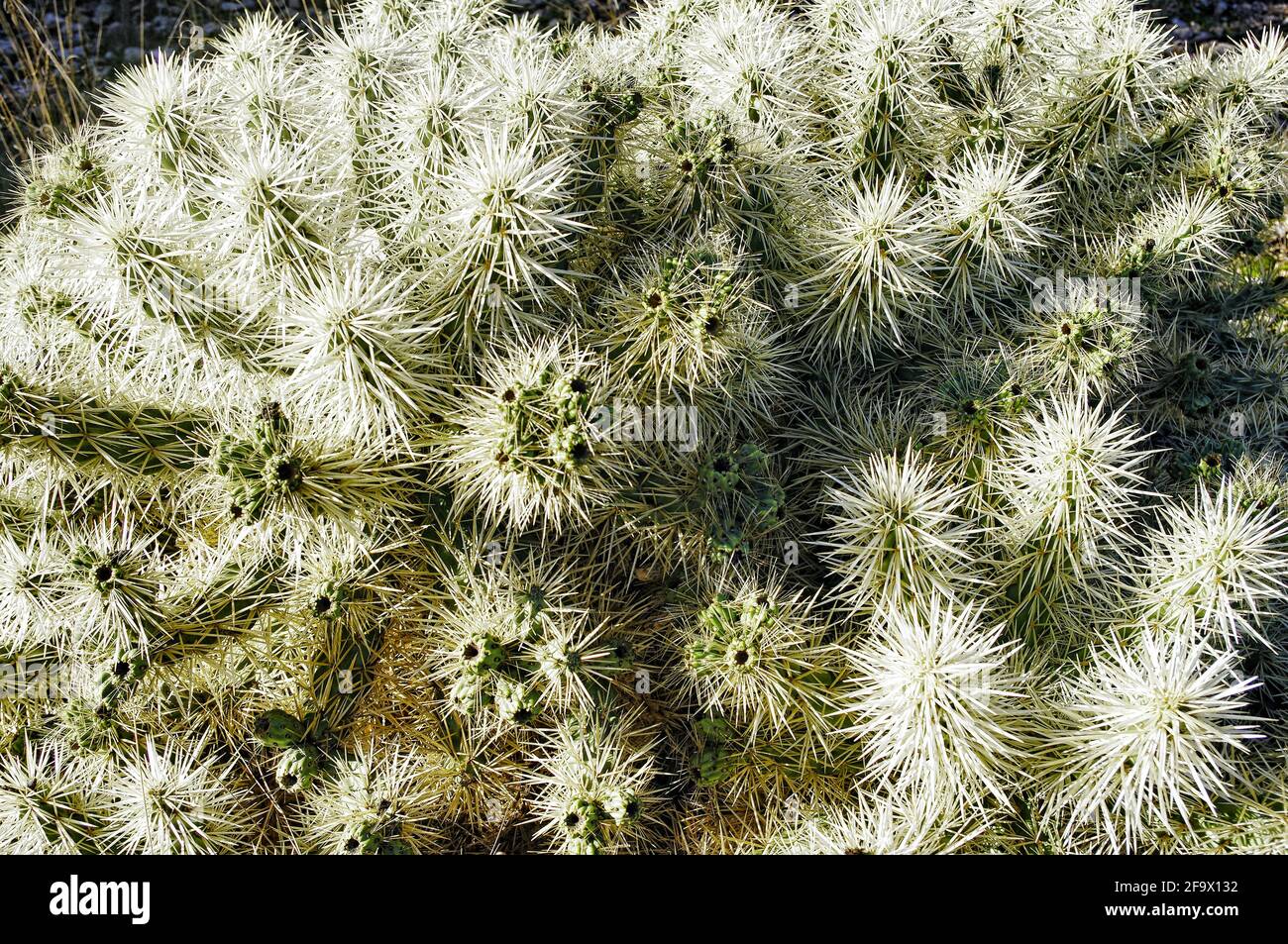 Closeup shot of Cylindropuntia Tunicata cactus with sharp dense thorns Stock Photo