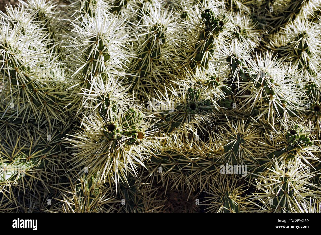 Closeup shot of Cylindropuntia Tunicata cactus with sharp, dense thorns Stock Photo