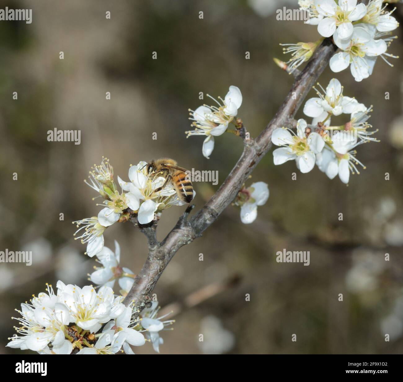 Honey bee on a flower of the tree blossoms. Blooming branch with white flowers, honey bee