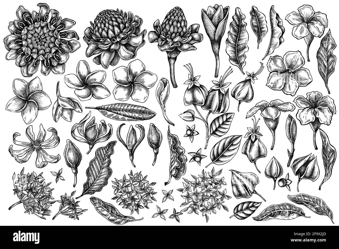 Vector set of hand drawn black and white plumeria, allamanda, clerodendrum, champak, etlingera, ixora Stock Vector