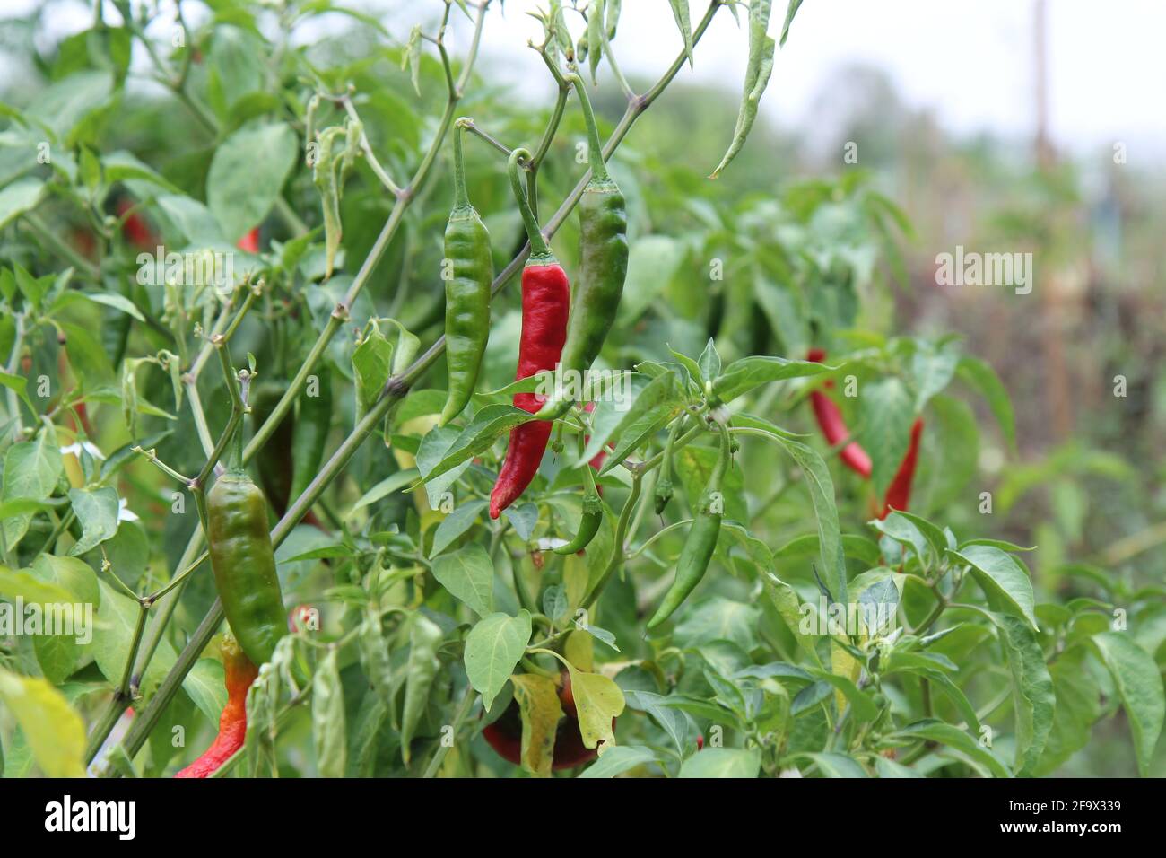 Planted spicy paprika in home garden on the morning. Stock Photo