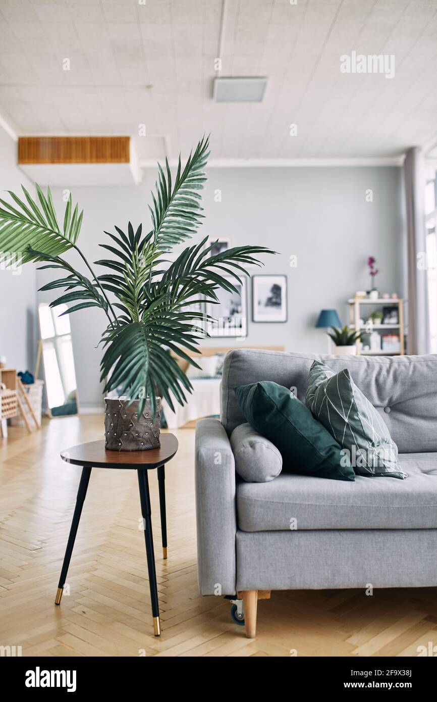 gray sofa and green plant in the interior Stock Photo