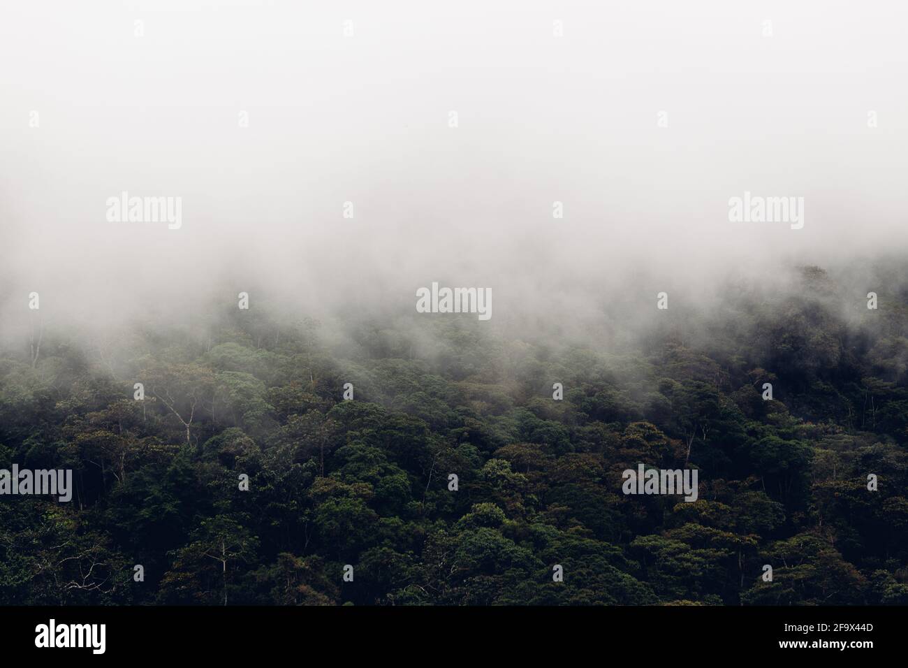 Aerial view of a dense forest on a foggy day Stock Photo - Alamy