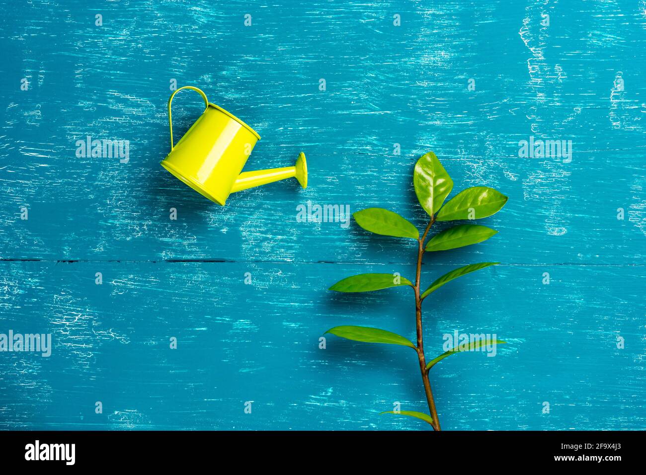 Watering the plant. A green watering can watering the sprout. Plant