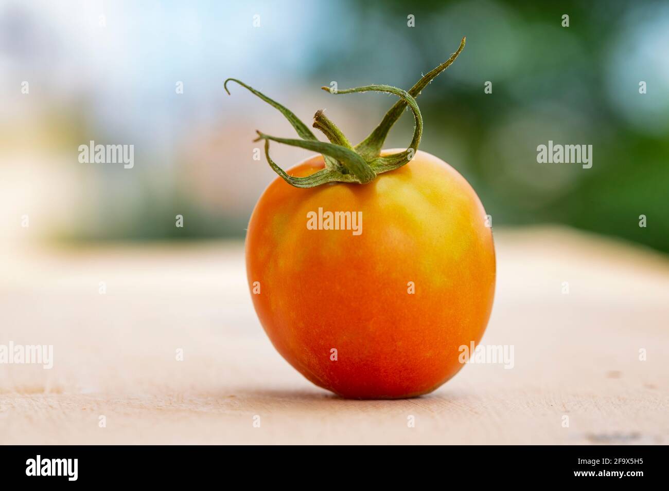 ripe tomato (Solanum lycopersicum) closeup. Stock Photo