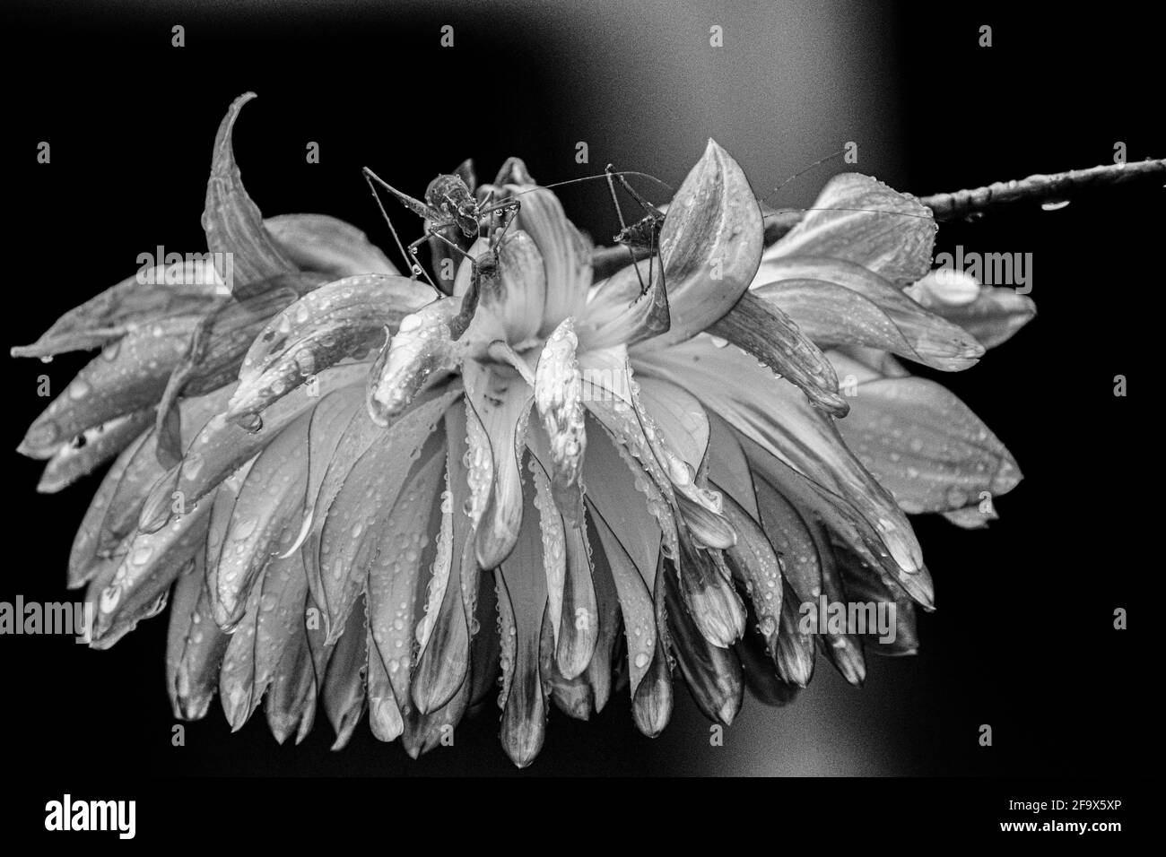 Pollinator of plant Black and White Stock Photos & Images - Alamy