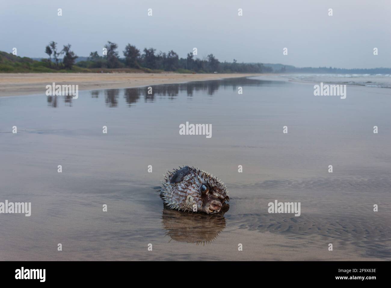 Puffer fish or blowfish on Kachare beach, Ratnagiri, Maharashtra, India. Stock Photo