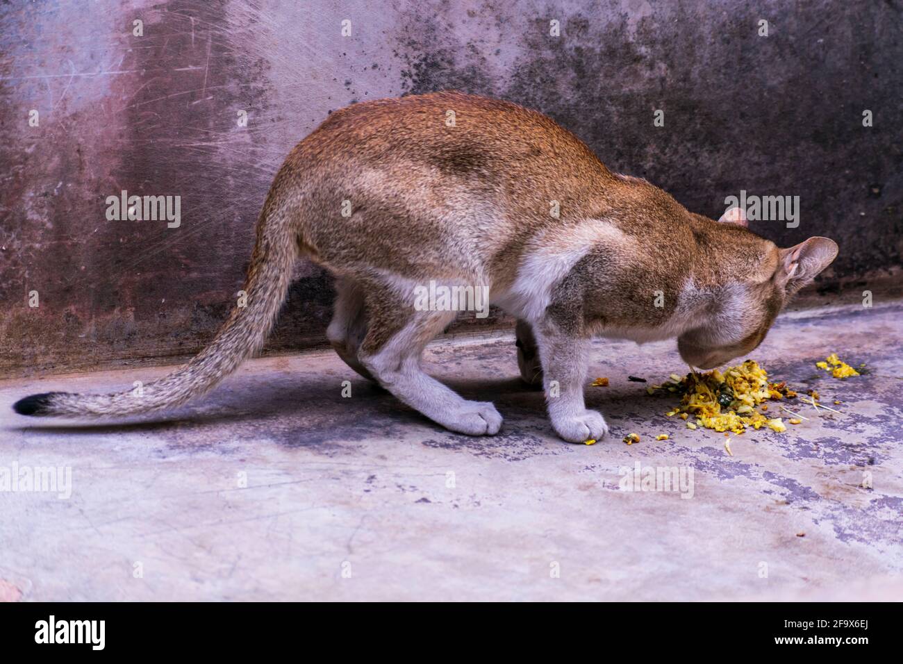 Indian Cat eating fish and other leftover food Stock Photo Alamy