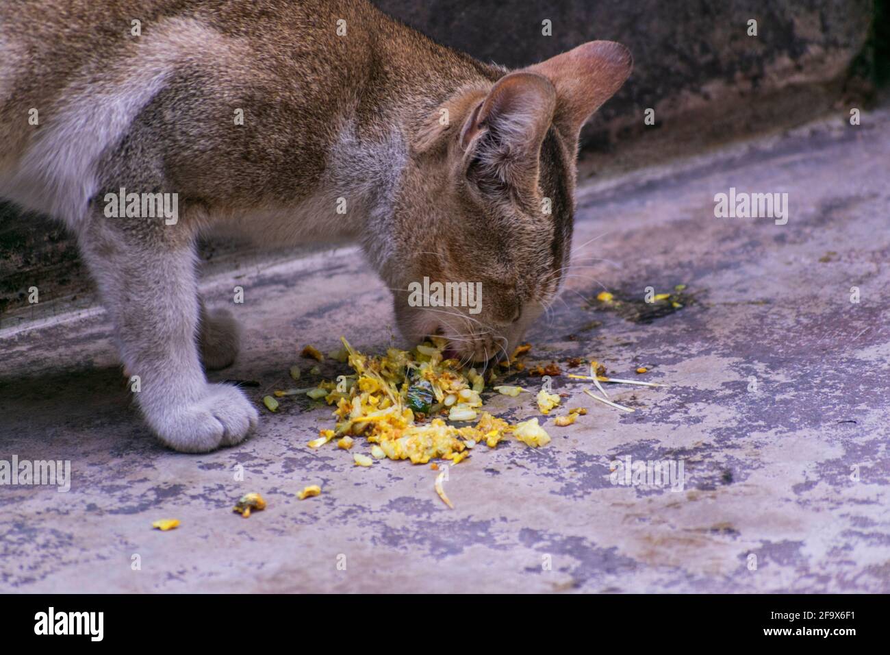 Indian Cat eating fish and other leftover food Stock Photo Alamy