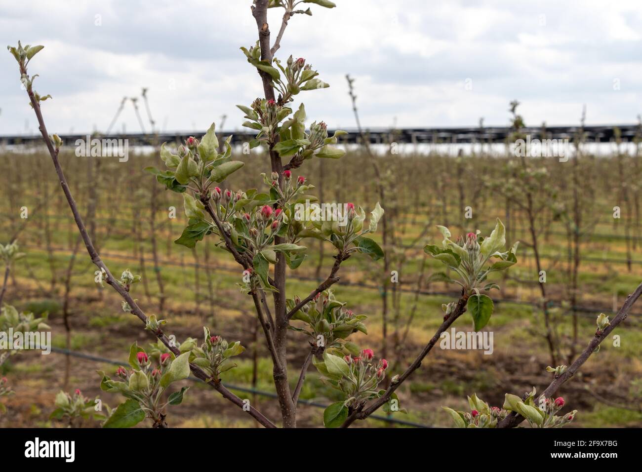Flowers on the Granny Smith apple trees in April Stock Photo Alamy