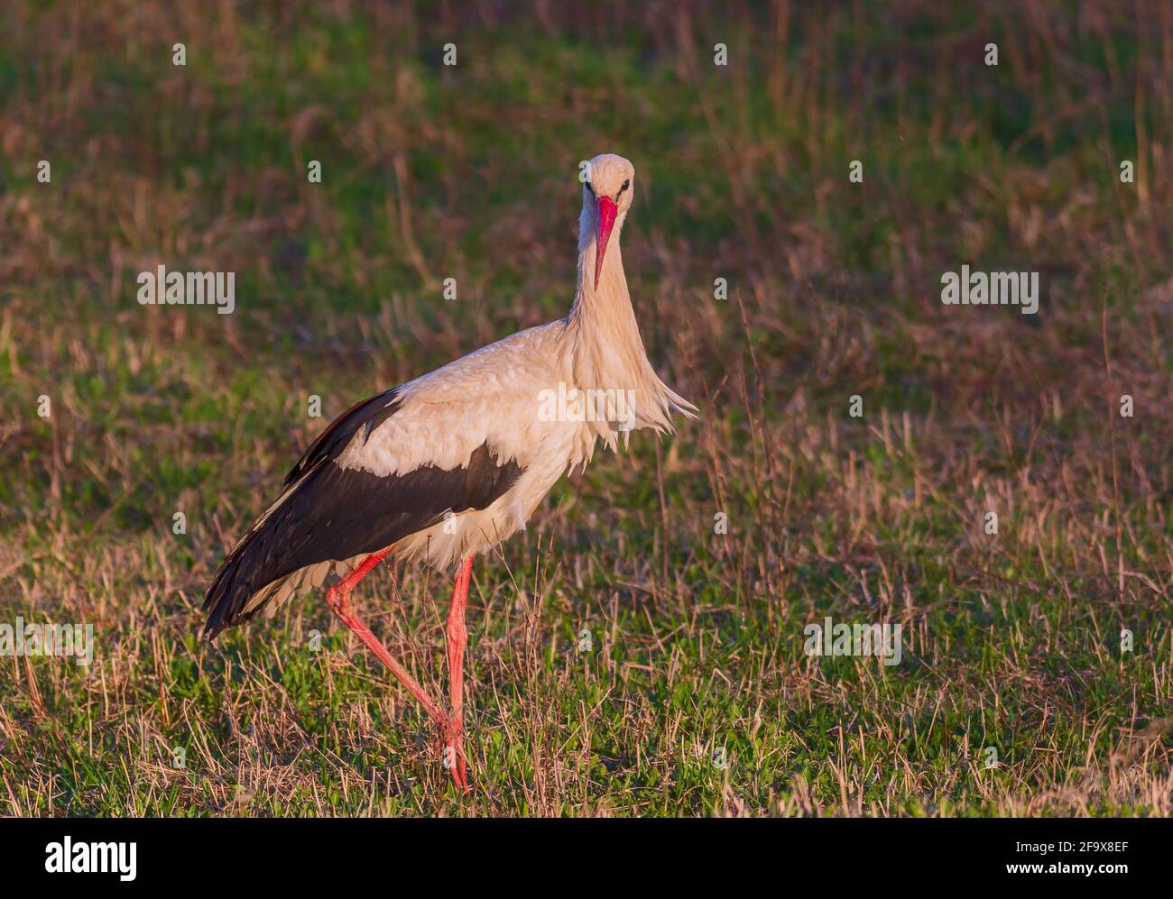 White Stork Ciconia ciconia in meadow, Lithuania - Europe Stock Photo