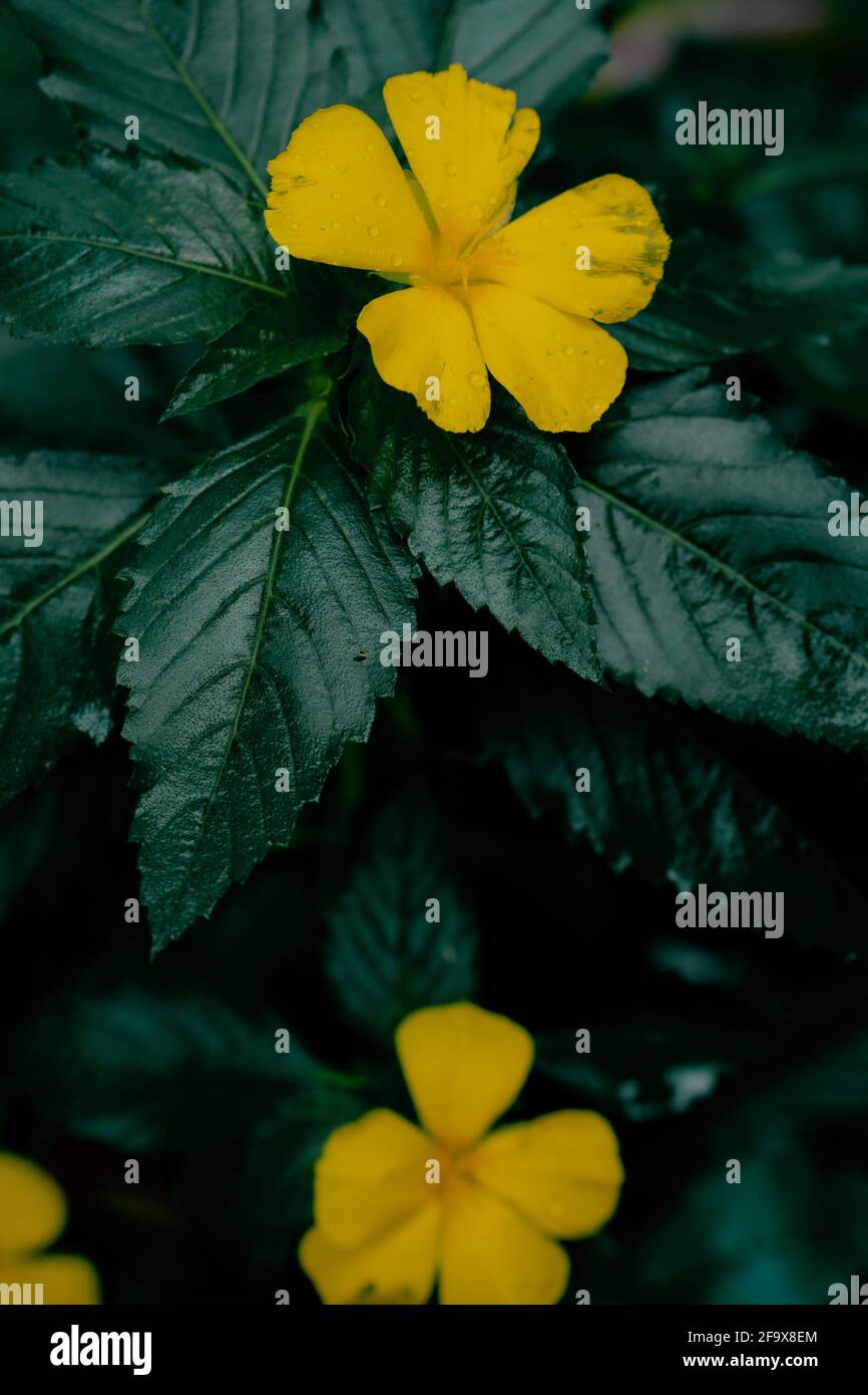 Vertical shot of damiana (Turnera diffusa) flowers - perfect for wallpapers Stock Photo