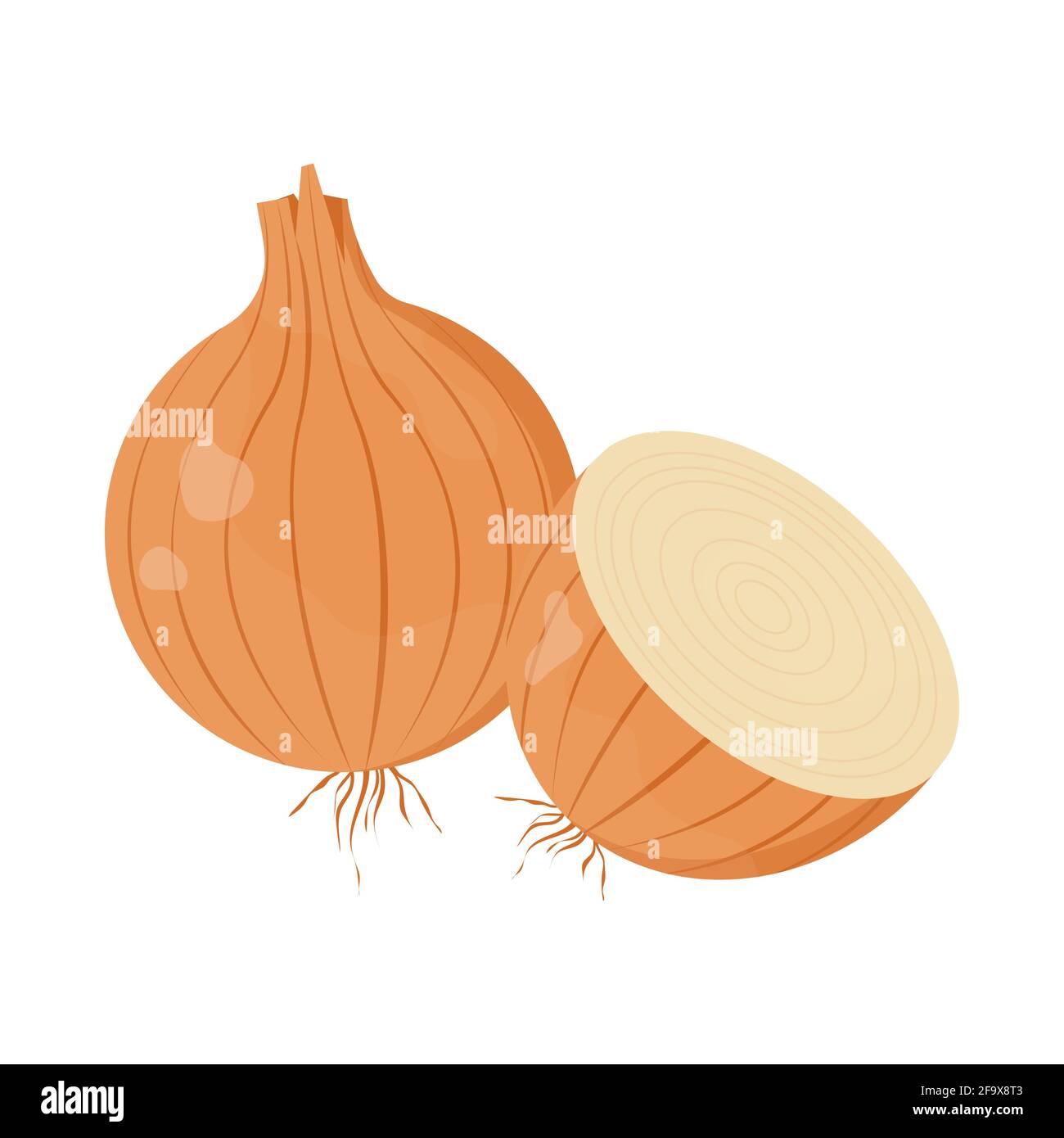 Onion cross section Stock Vector Images - Alamy