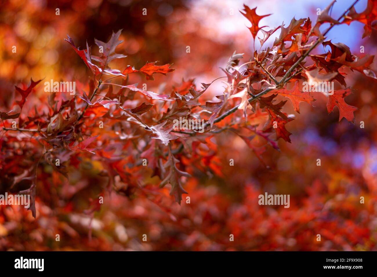 Red autumn foliage. Ben Lomond, New England Tablelands. NSW Australia Stock Photo