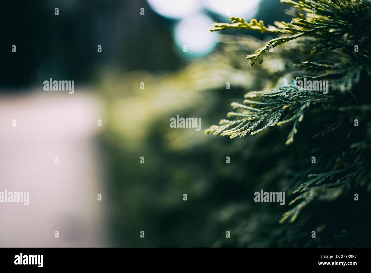 green leaves close up of cupressus in nature with blur background Stock Photo