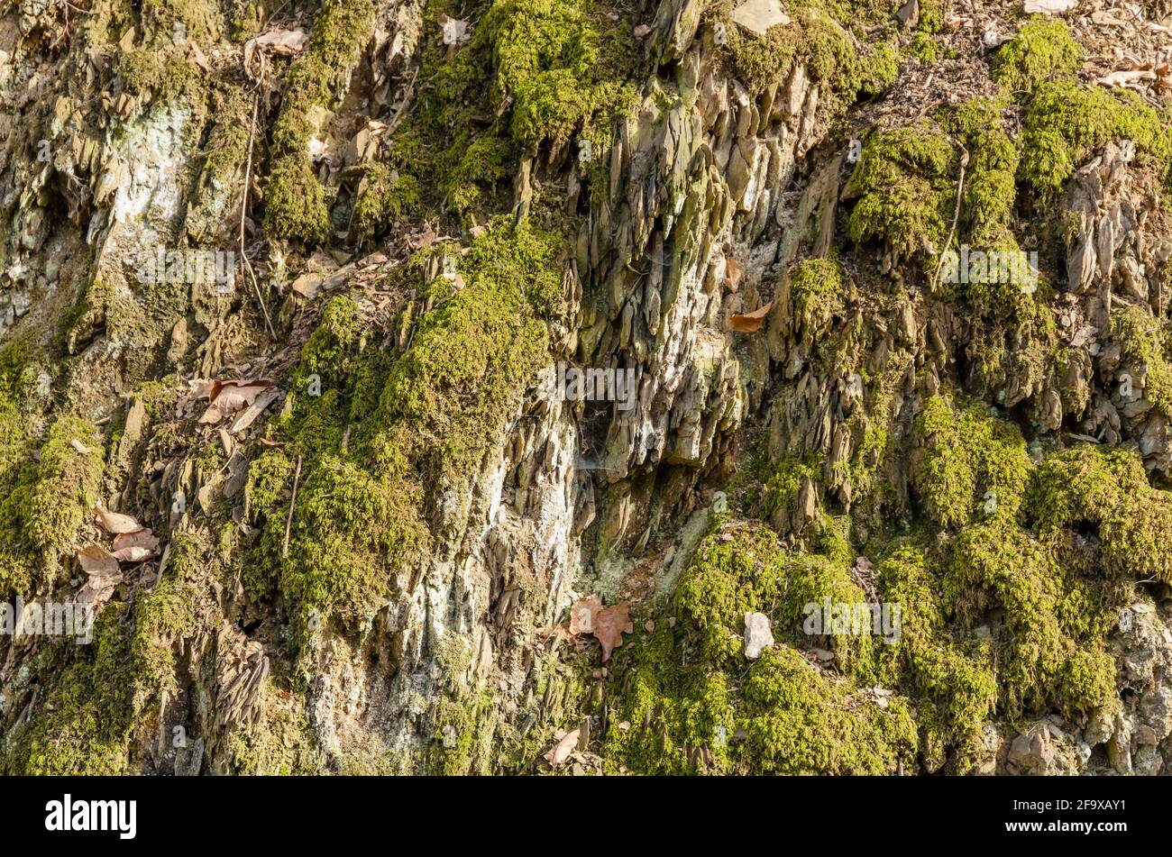 Green moss plant (Bryophytes) on rock, natural texture background Stock Photo