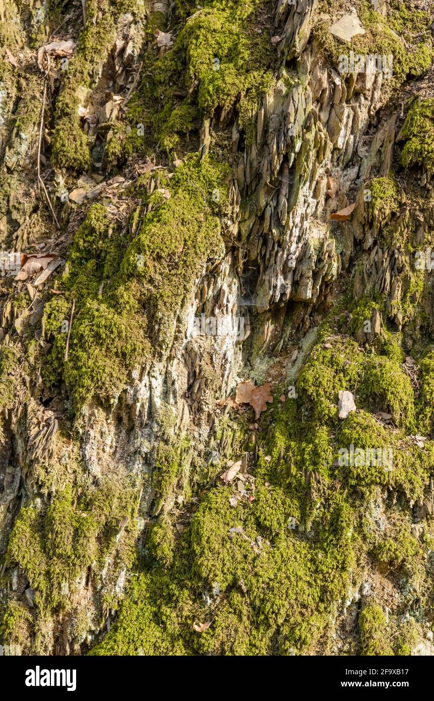 Green moss plant (Bryophytes) on rock, natural texture background Stock Photo