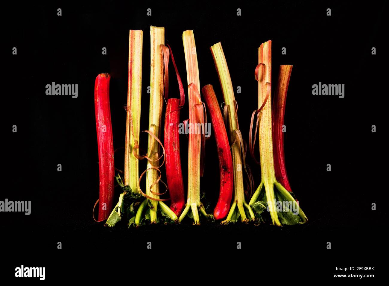 Height-built red and green rhubarb stalk on black background, colorful and freshness still life, closeup. Stock Photo