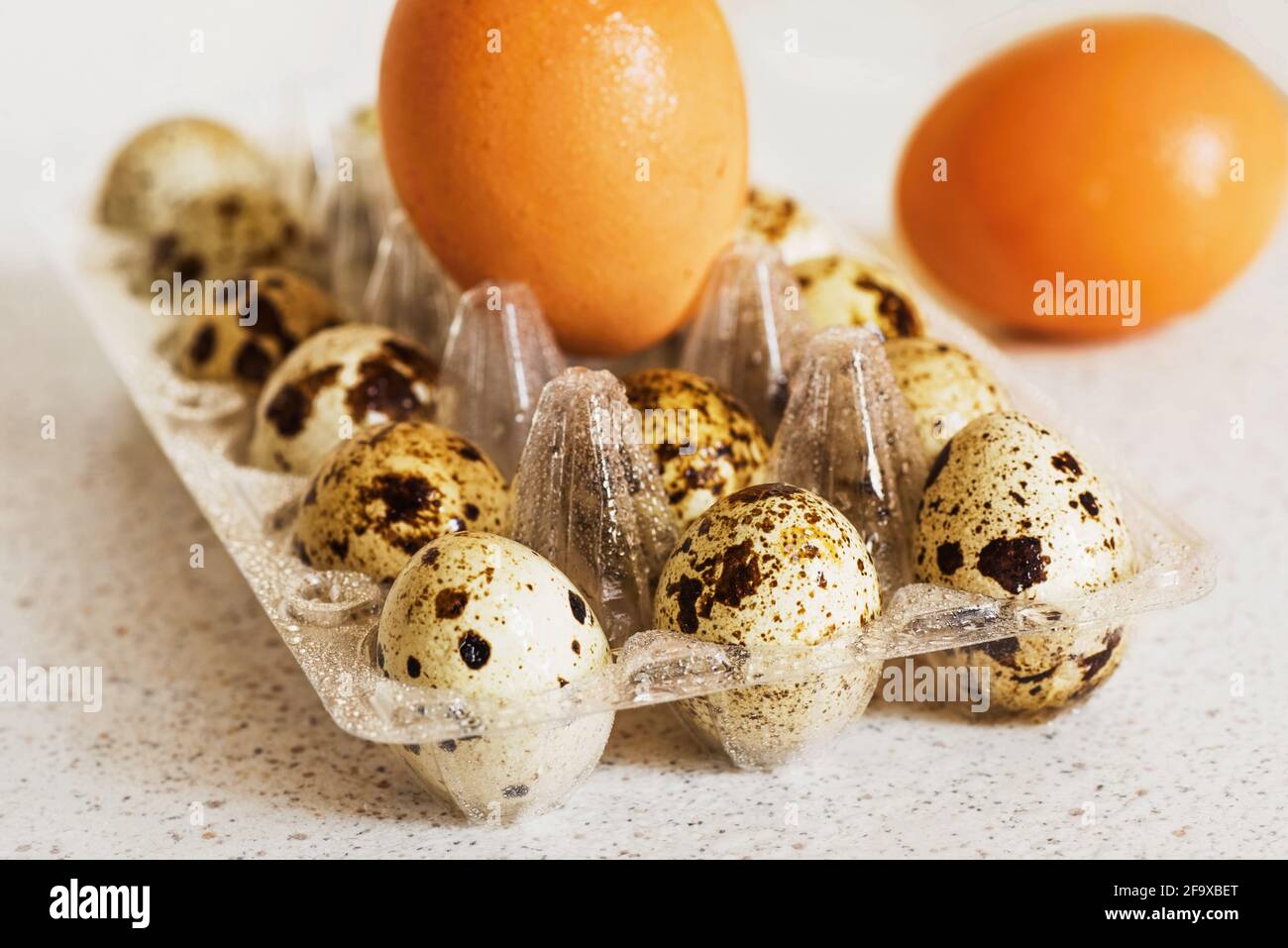 Dewy small quail eggs in contrast with big hen eggs in plastic tray, quail egg with decorative speckled shell,  hen egg with ellloe eggshell. Close up Stock Photo