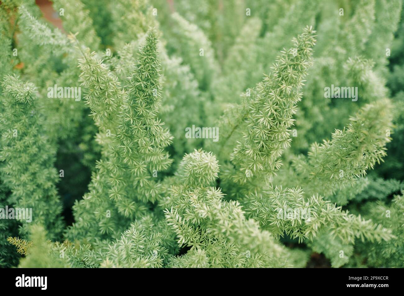 Special leaves of Asparagus Densiflorus Meyersii Plant in a garden
