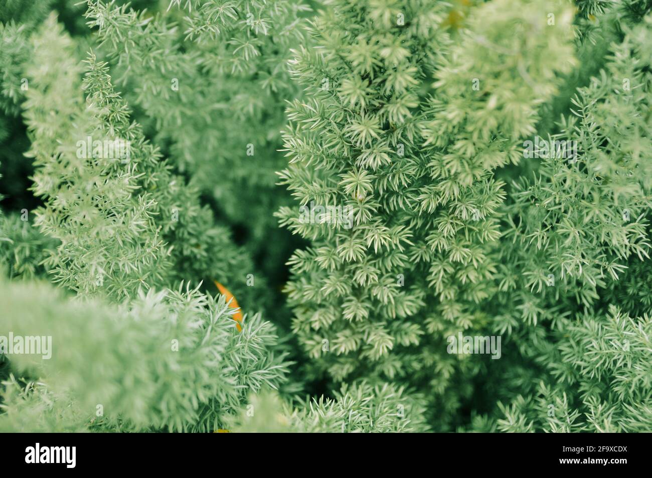 Special leaves of Asparagus Densiflorus Meyersii Plant in a garden