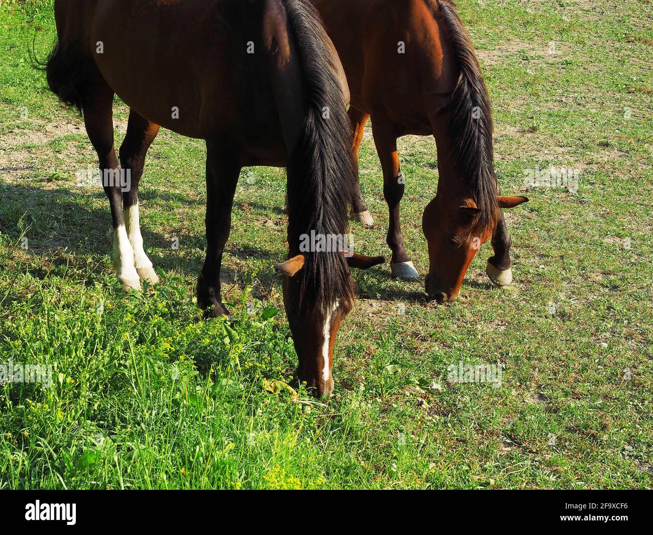 Two brown horses with dark manes graze on a green meadow on sunny day Stock Photo