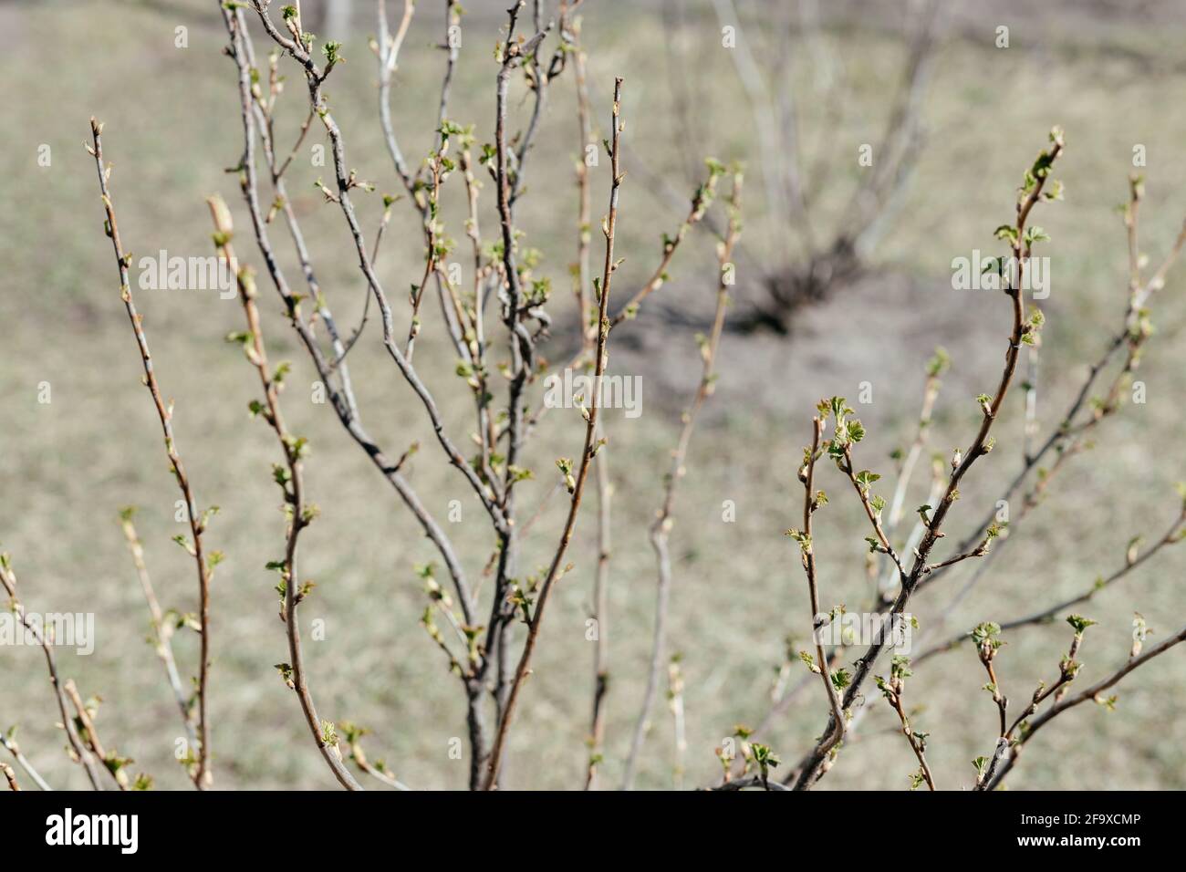 Currant bush with small green leaves on a spring day. Place for your text. Stock Photo