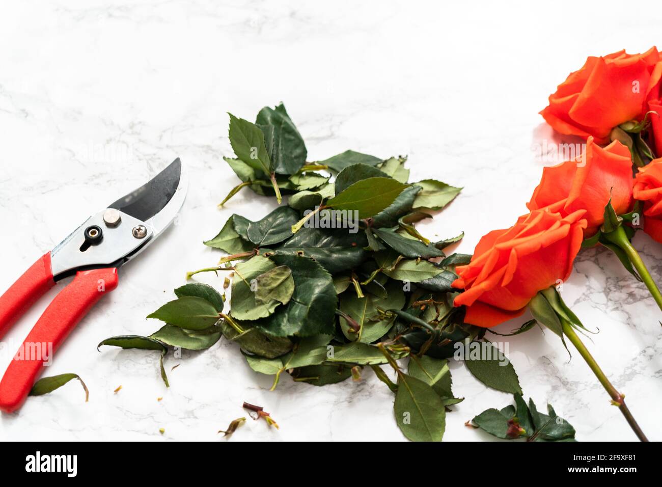 Pruning red roses with shears for a bouquet on a marble background ...
