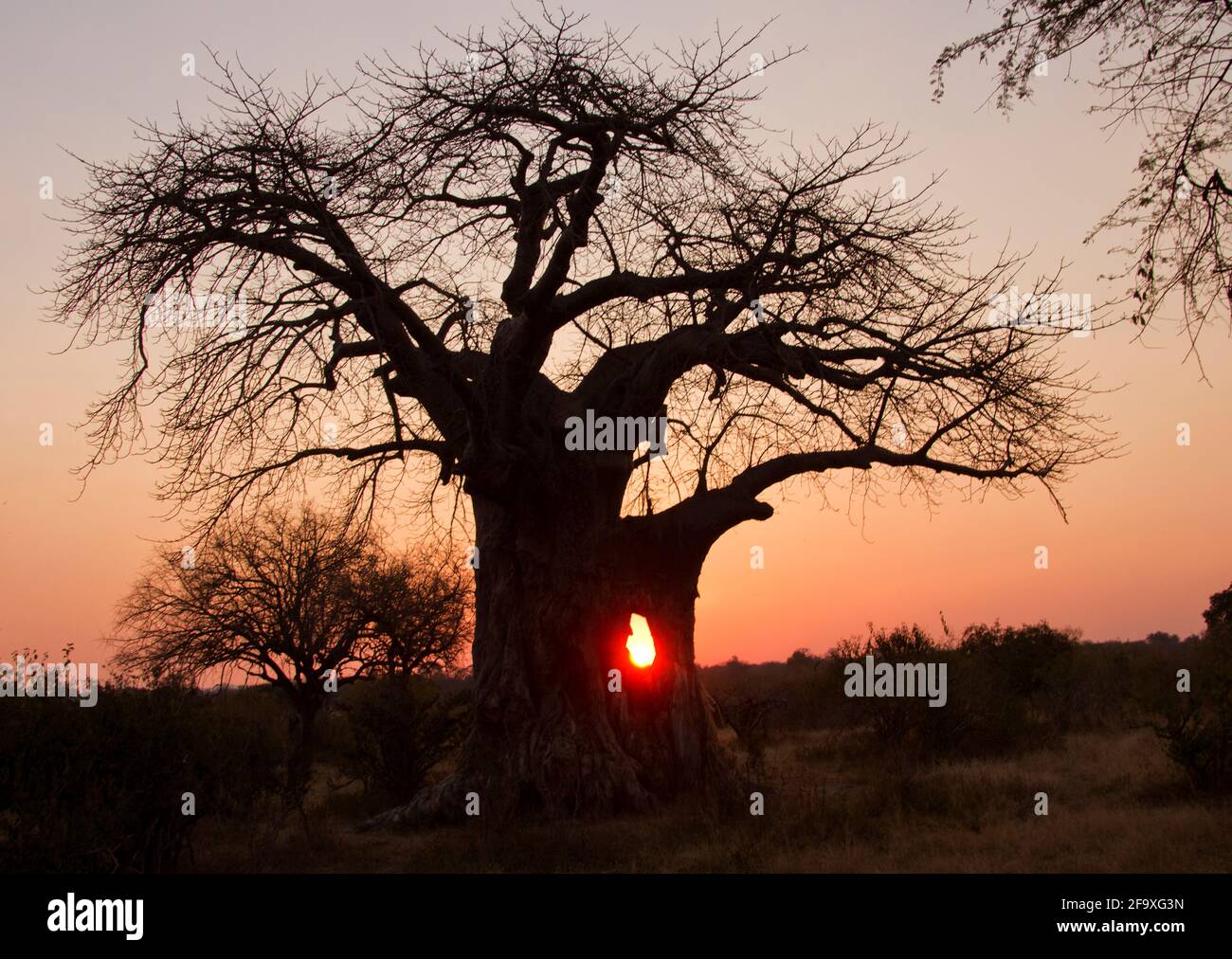 An ancient scarred baobab is silhouetted against a winter sunset. Elephants have gouged a hole in the massive trunk when they seek moisture Stock Photo