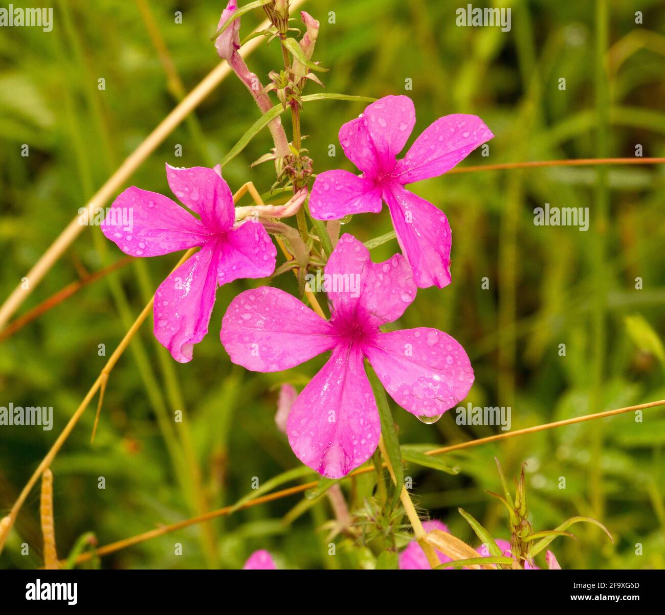 The delicate bright pink flowers of the Pink Ink Plant usually indicate disturbed, poor quality soils. They are parasitic on some grasses Stock Photo