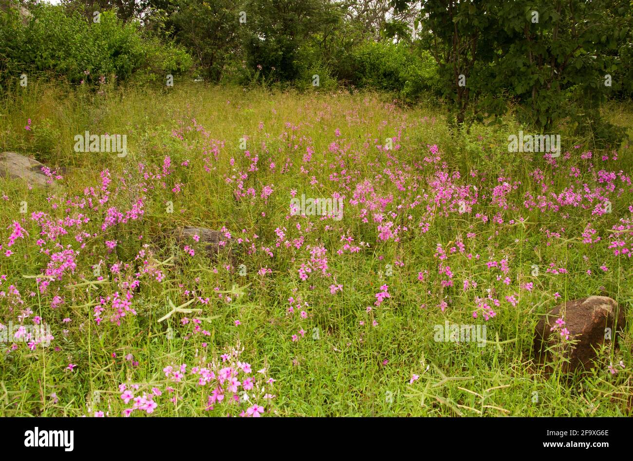 The delicate bright pink flowers of the Pink Ink Plant usually indicate disturbed, poor quality soils. They are parasitic on some grasses Stock Photo