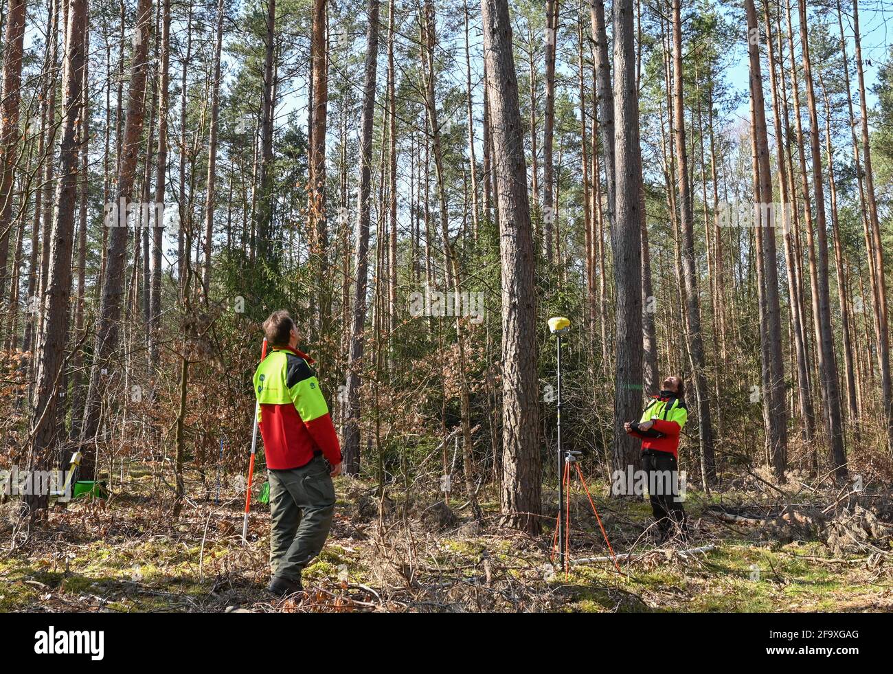 21 April 2021, Brandenburg, Eberswalde: Jochen Ernst (l) and Harry Zippel, both forest surveyors at the Brandenburg State Forestry Office, survey a site in the forest for the Federal Forest Inventory. On the same day, the official starting signal was given for the Federal Forest Inventory (BWI) in Brandenburg, which takes place every ten years. Representatives of the State Forestry Office and the responsible State Competence Centre Forestry Eberswald (LFE) explained at the beginning the procedure of the big counting and measuring. In view of the effects of climate change and extreme weather an Stock Photo